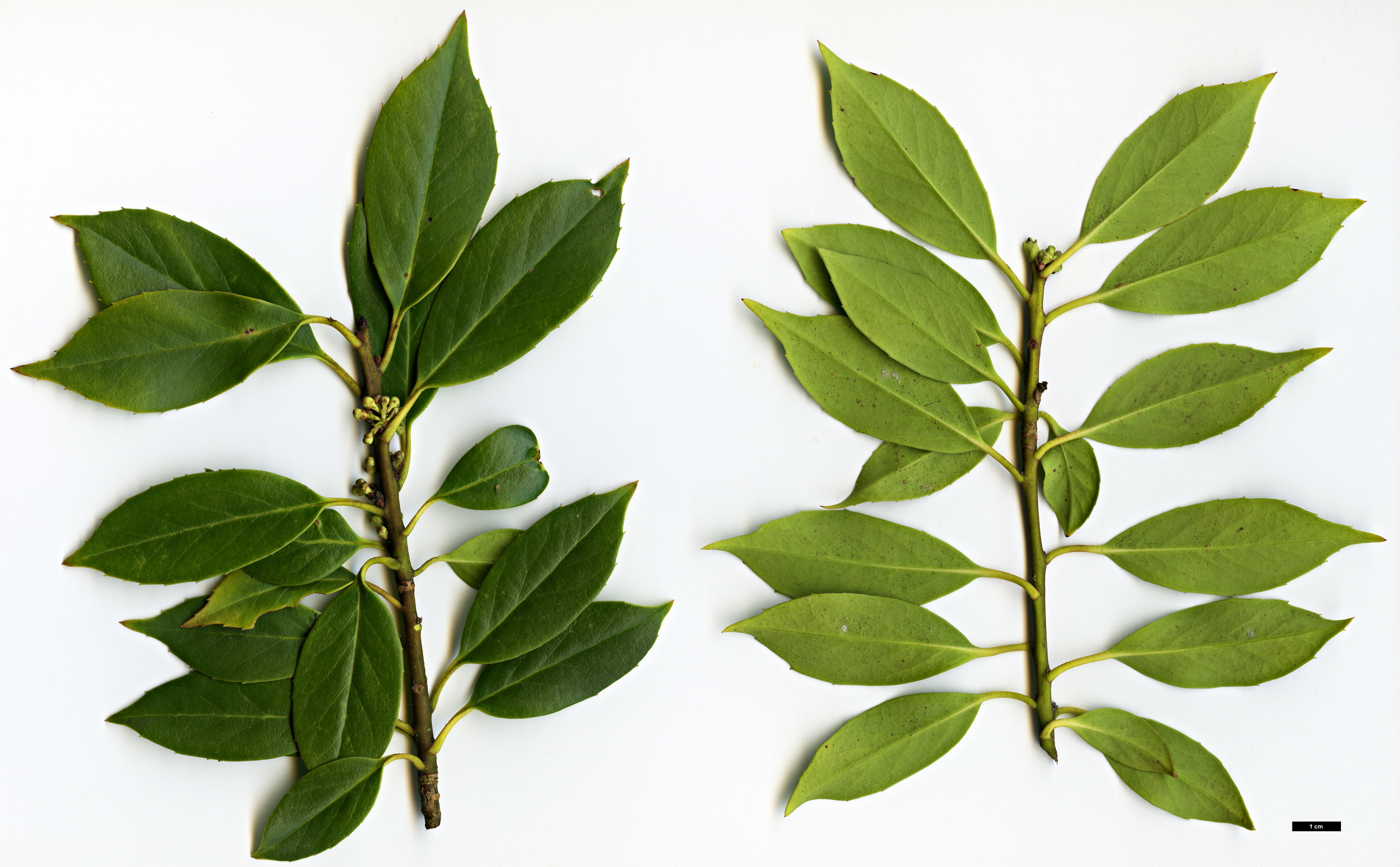 High resolution image: Family: Aquifoliaceae - Genus: Ilex - Taxon: fargesii - SpeciesSub: subsp. fargesii var. brevifolia